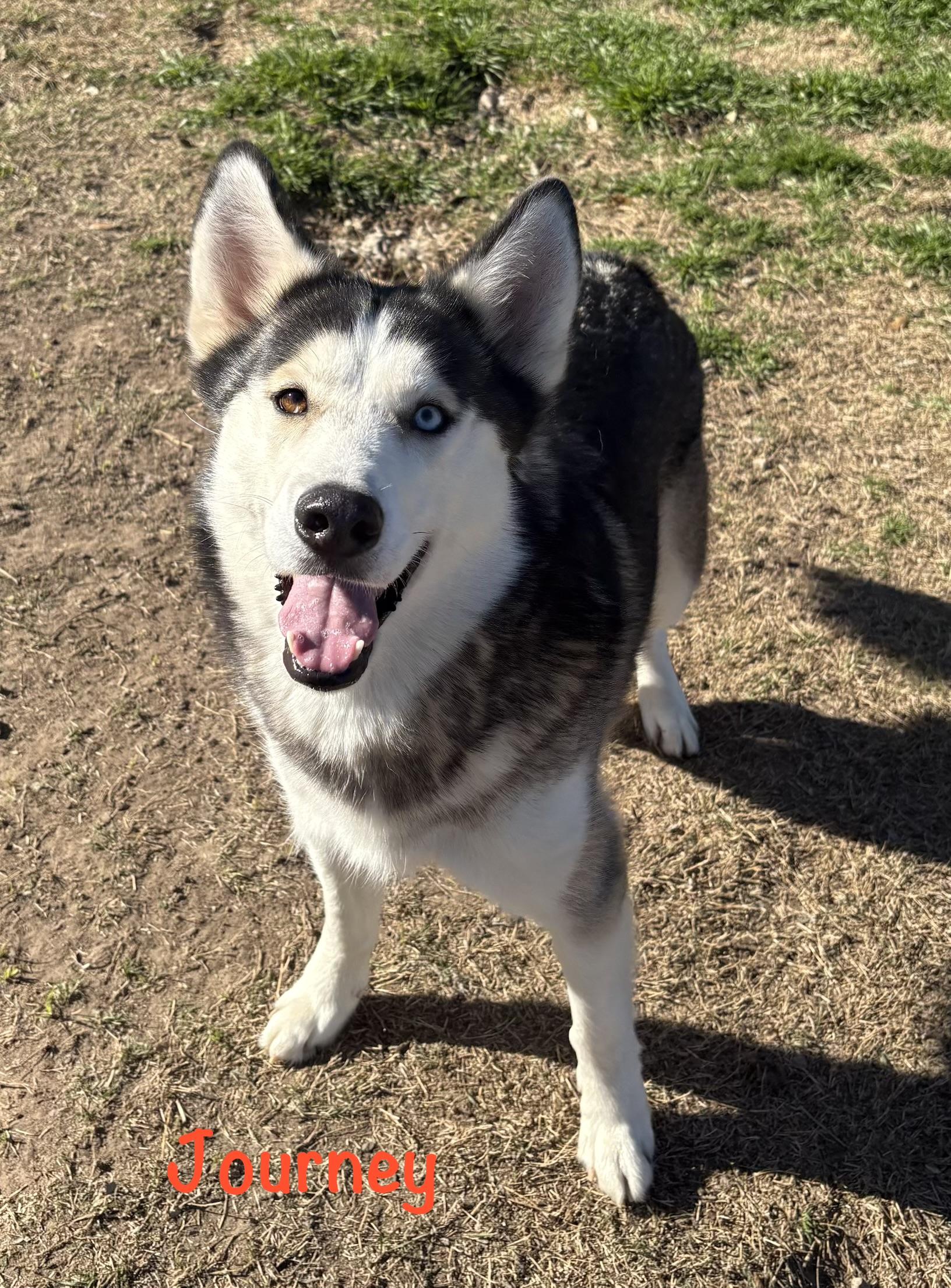 Enlarge JOURNEY, a Adoptable Siberian Husky in Fort Worth , TX image 5/6
