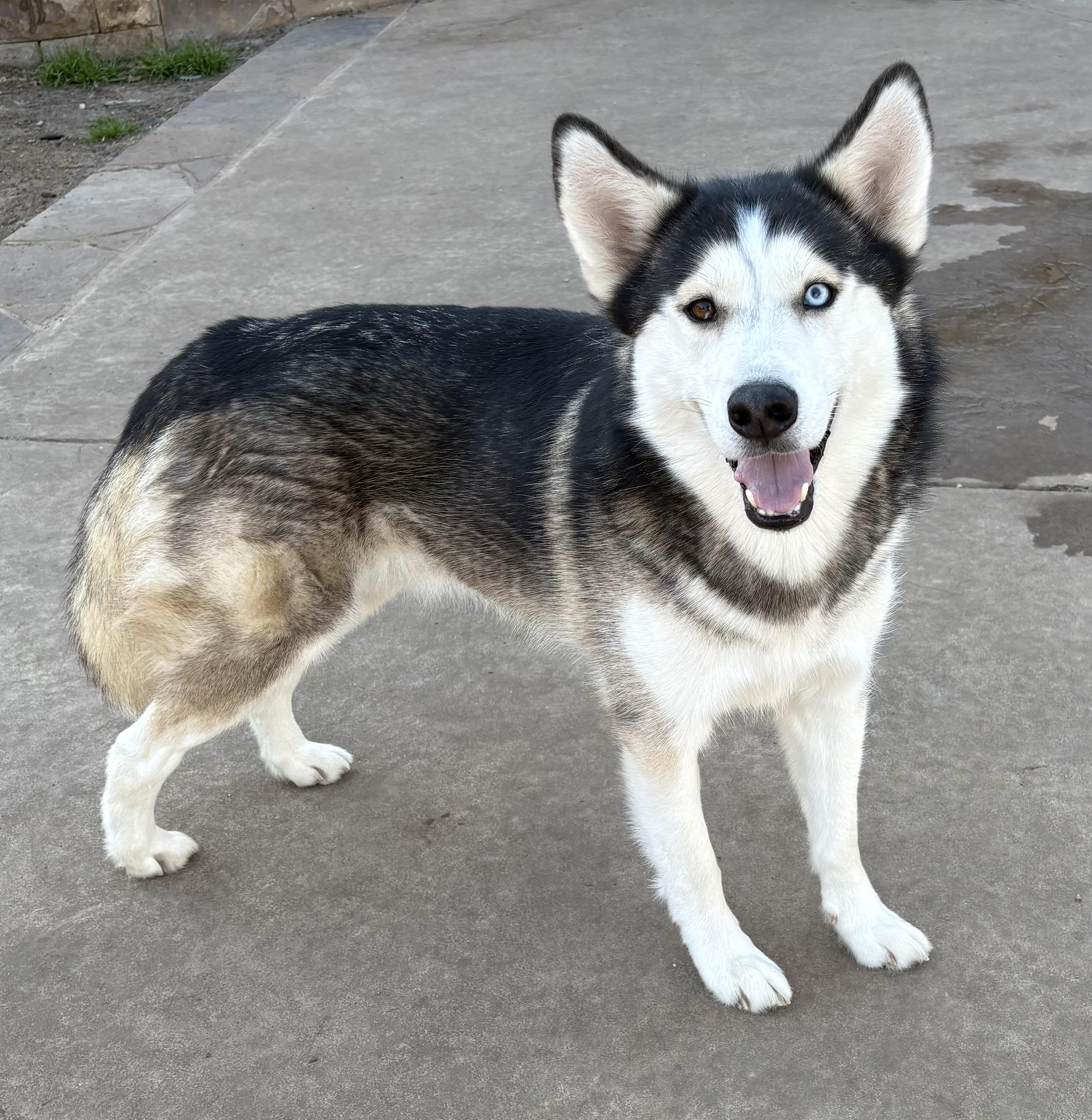 Enlarge JOURNEY, a Adoptable Siberian Husky in Fort Worth , TX image 4/6