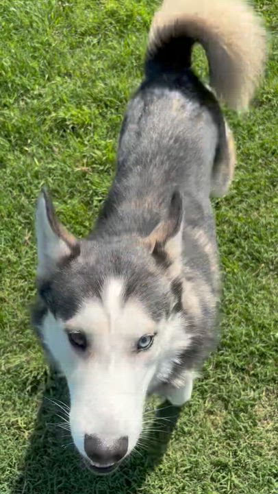 Enlarge JOURNEY, a Adoptable Siberian Husky video 4/5