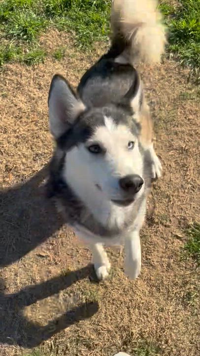 Enlarge JOURNEY, a Adoptable Siberian Husky in Fort Worth , TX video 6/6