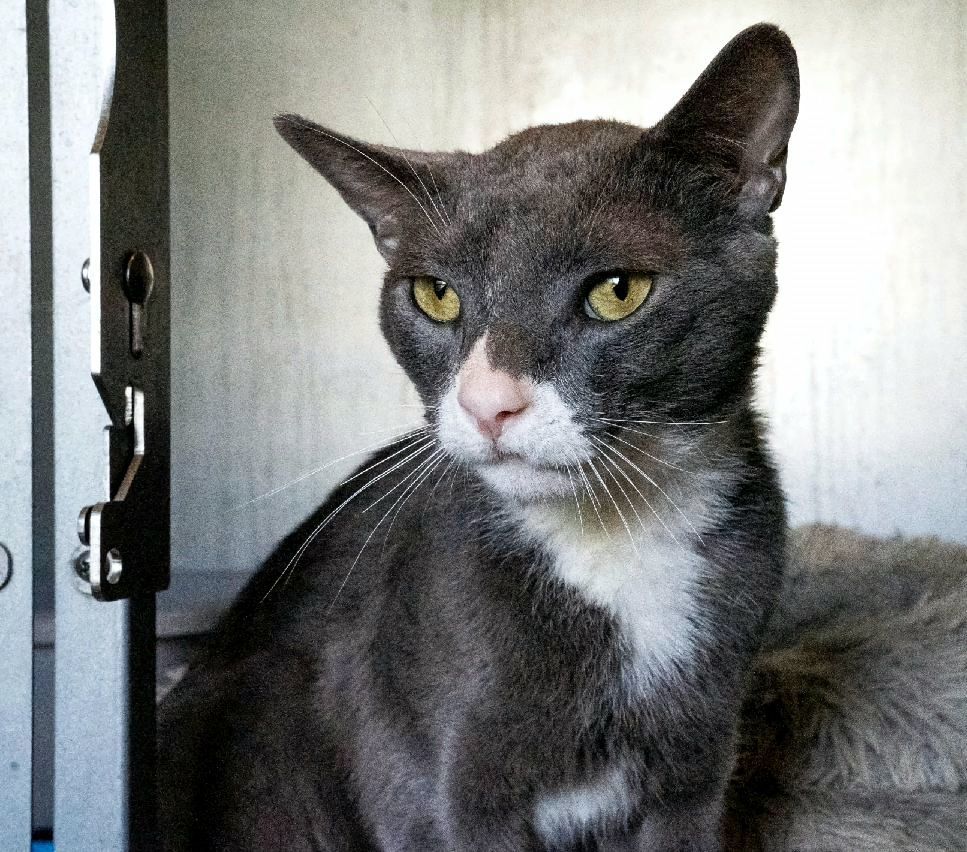 Enlarge Maverick (Special Diet), a Adoptable Domestic Short Hair in Warwick, RI image 2/6