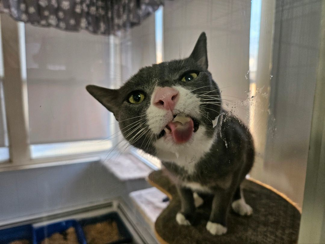 Enlarge Maverick (Special Diet), a Adoptable Domestic Short Hair in Warwick, RI image 4/6