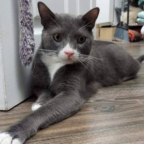 Maverick (Special Diet), Adoptable, Young Male Domestic Short Hair.