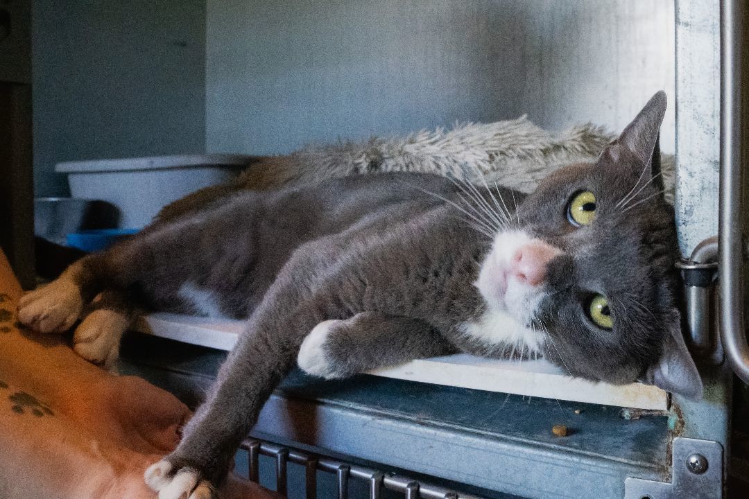 Enlarge Maverick (Special Diet), a Adoptable Domestic Short Hair in Warwick, RI image 3/6