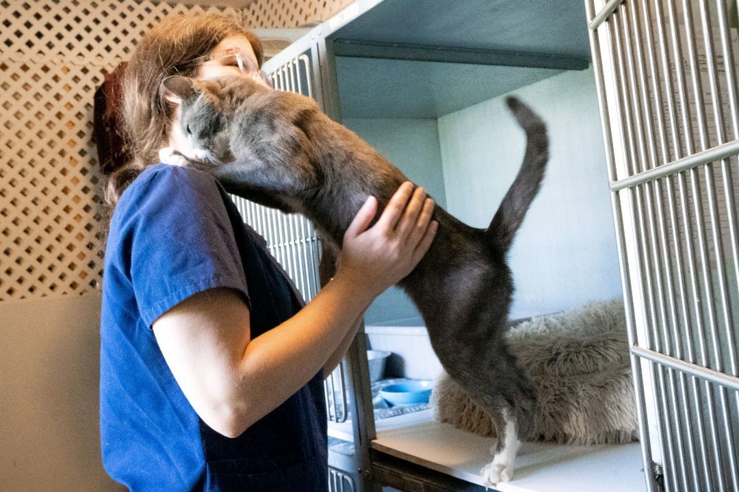 Enlarge Maverick (Special Diet), a Adoptable Domestic Short Hair in Warwick, RI image 6/6