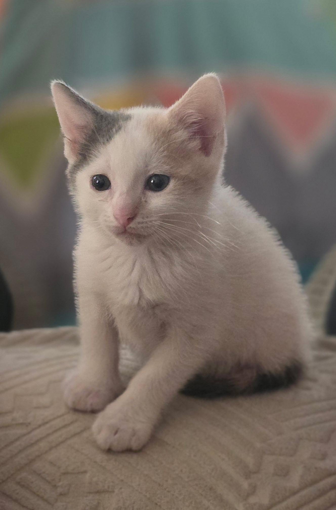 Cookie, ADOPTABLE, Kitten Female Domestic Short Hair.