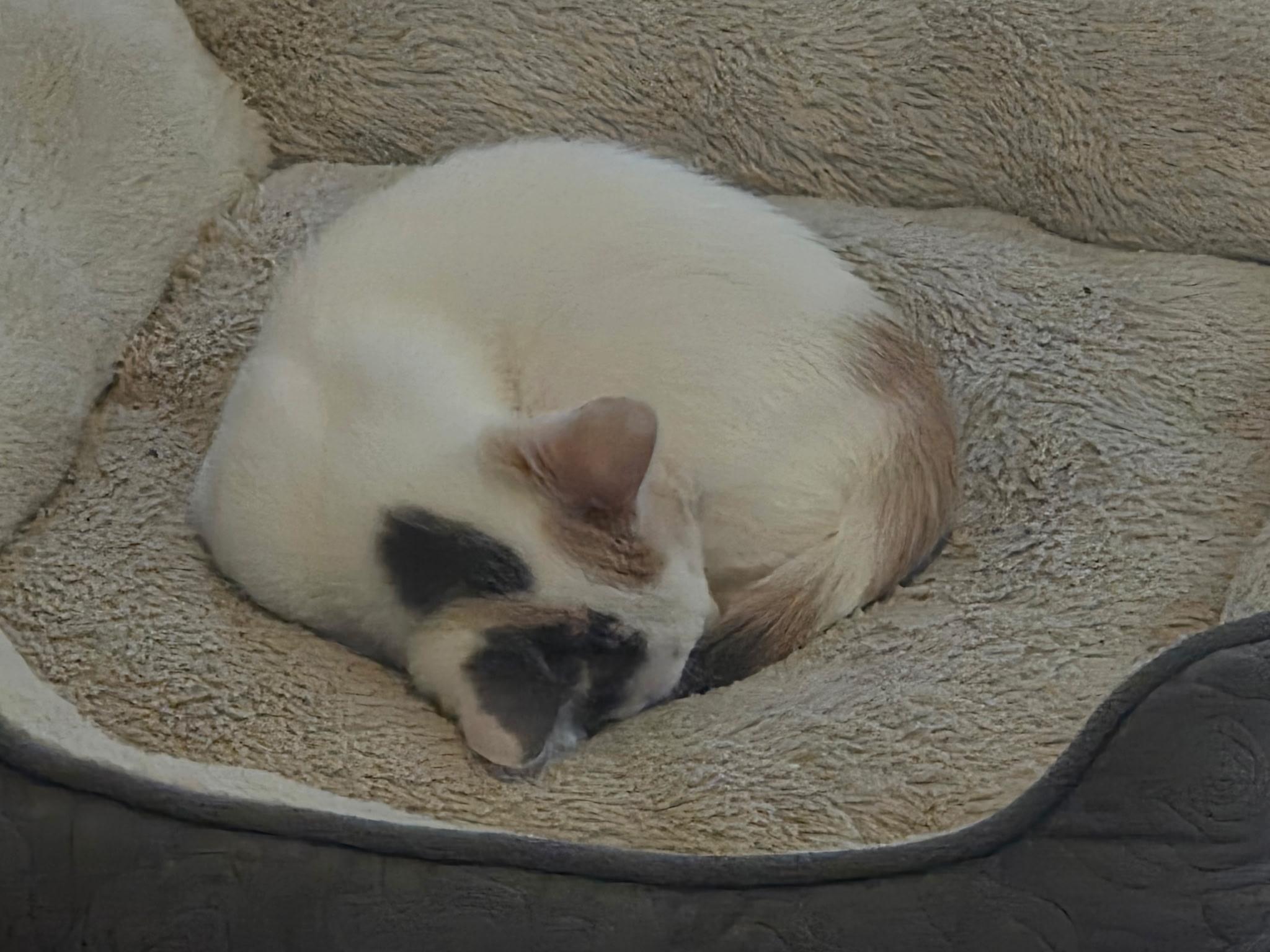 Cookie, a ADOPTABLE Domestic Short Hair in Savannah, GA image 2/2
