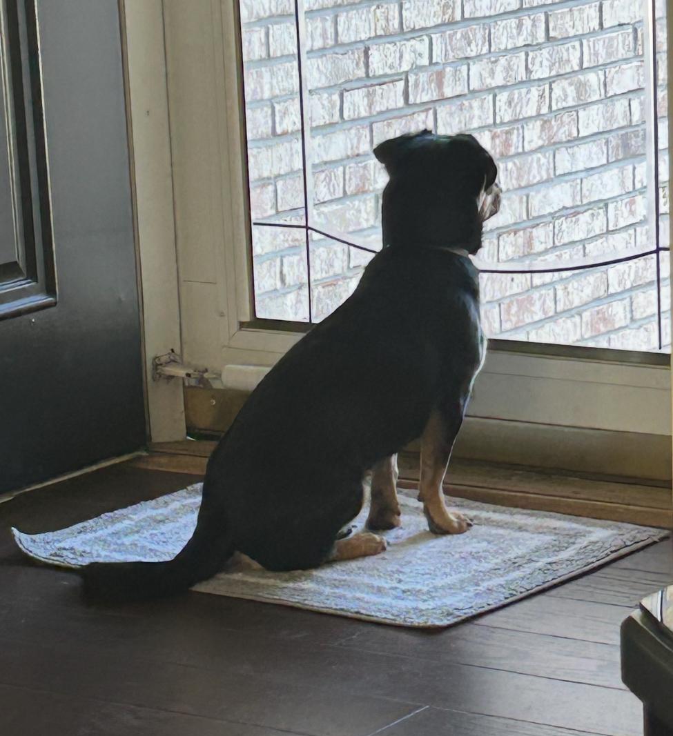 Max, a Adopted Chihuahua in Kincaid, IL image 1/3