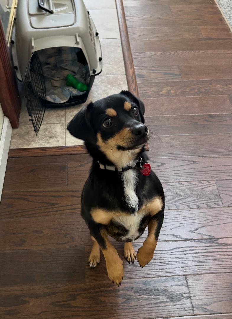 Max, a Adopted Chihuahua in Kincaid, IL image 3/3