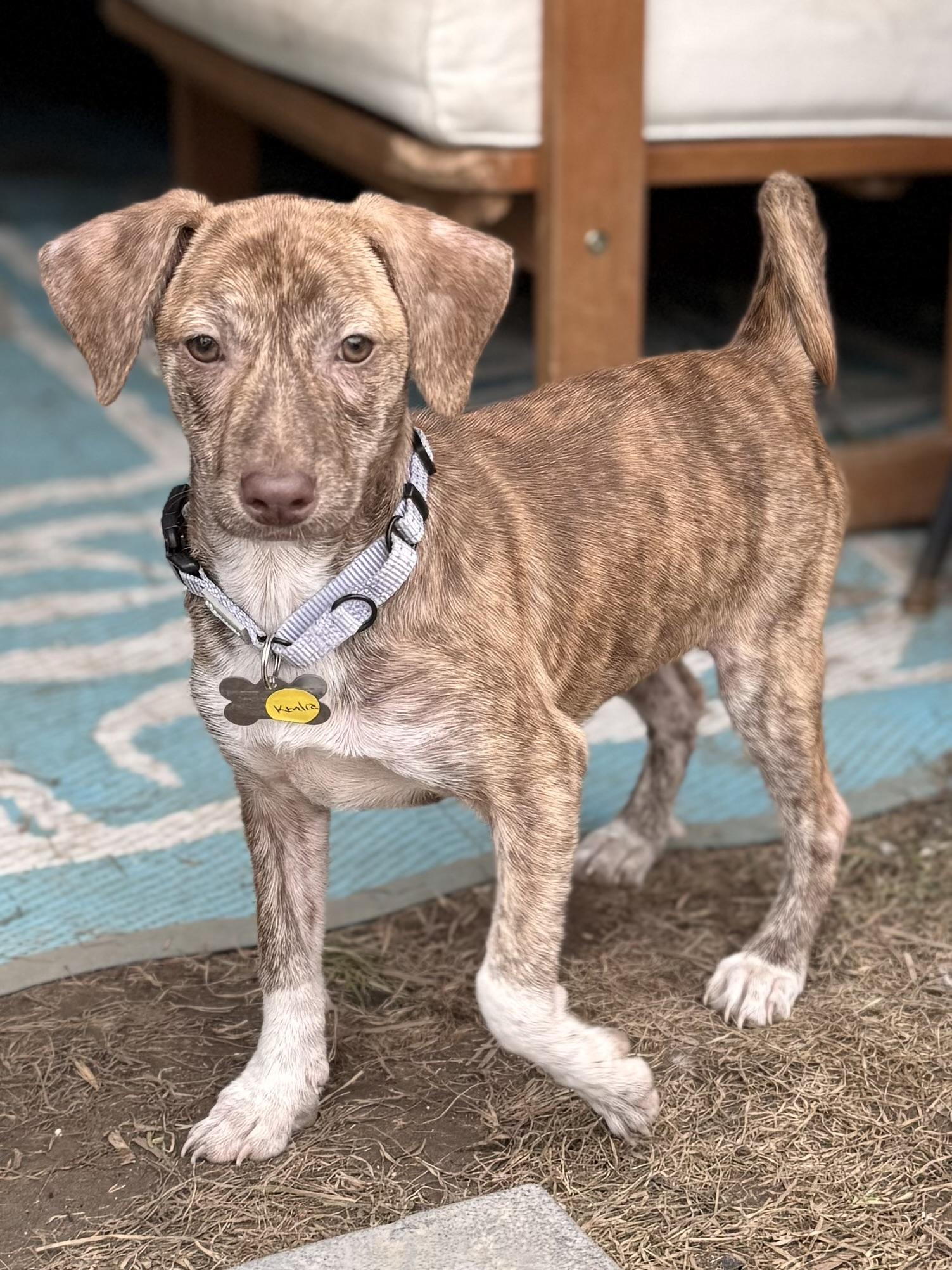 Enlarge Kendra, a Adoptable mixed breed in Albany, NY image 2/5