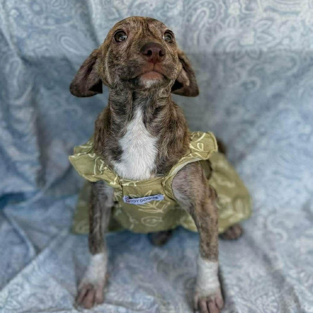 Enlarge Kendra, a Adoptable mixed breed in Albany, NY image 3/5