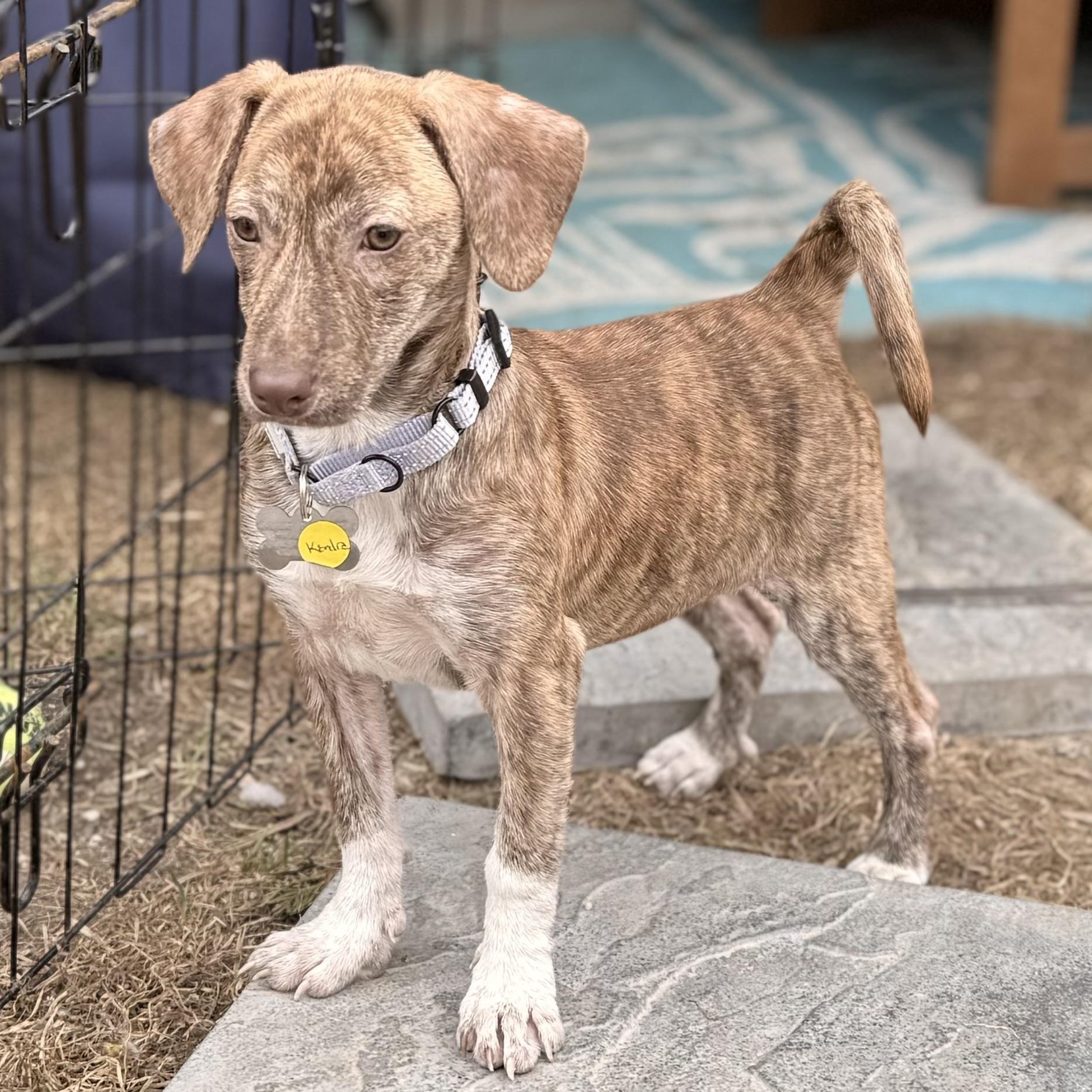 Enlarge Kendra, a Adoptable mixed breed in Albany, NY image 1/5
