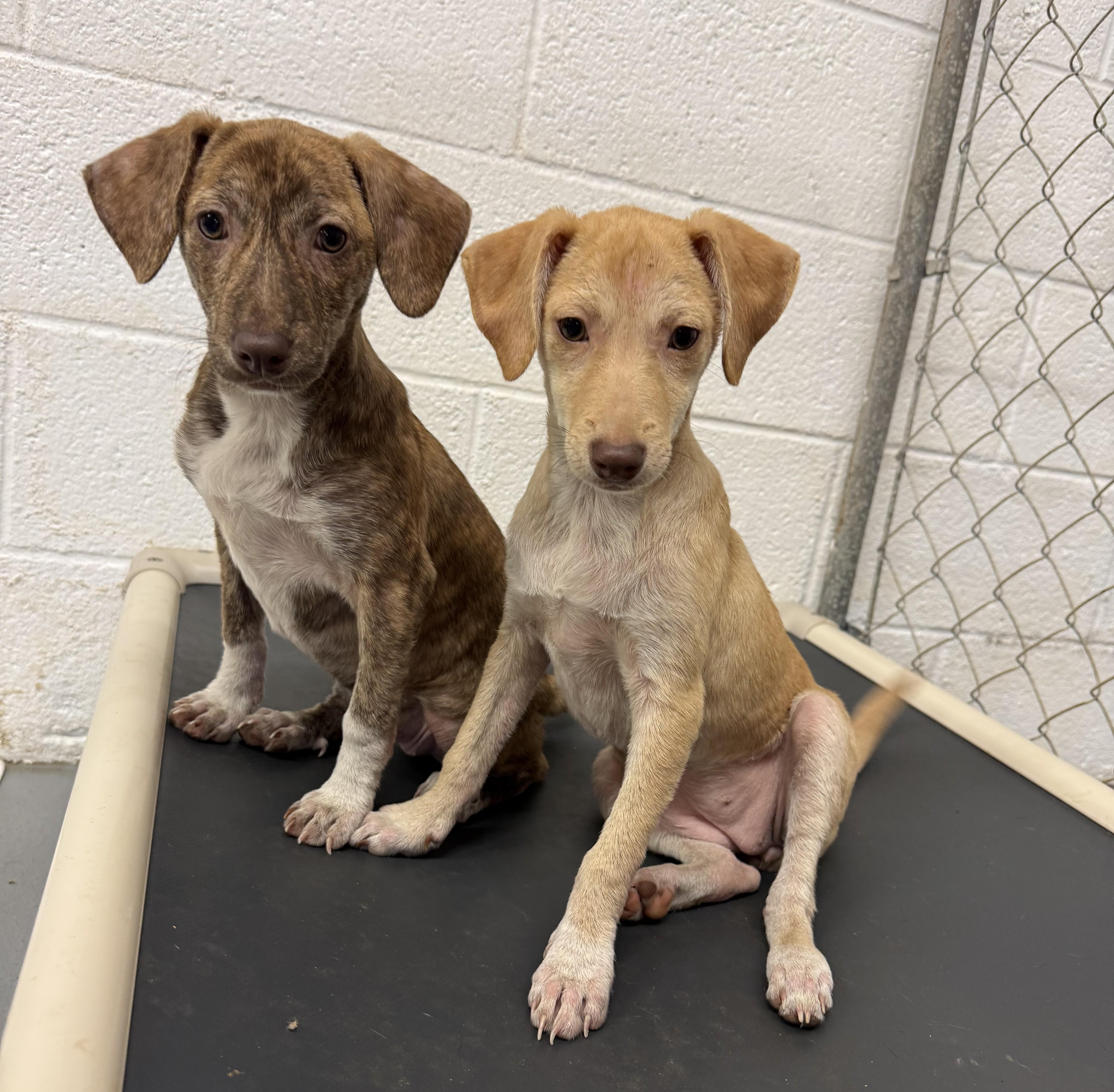 Enlarge Kendra, a Adoptable mixed breed in Albany, NY image 5/5