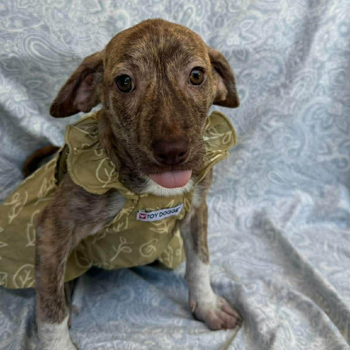 Enlarge Kendra, a Adoptable mixed breed in Albany, NY image 4/5