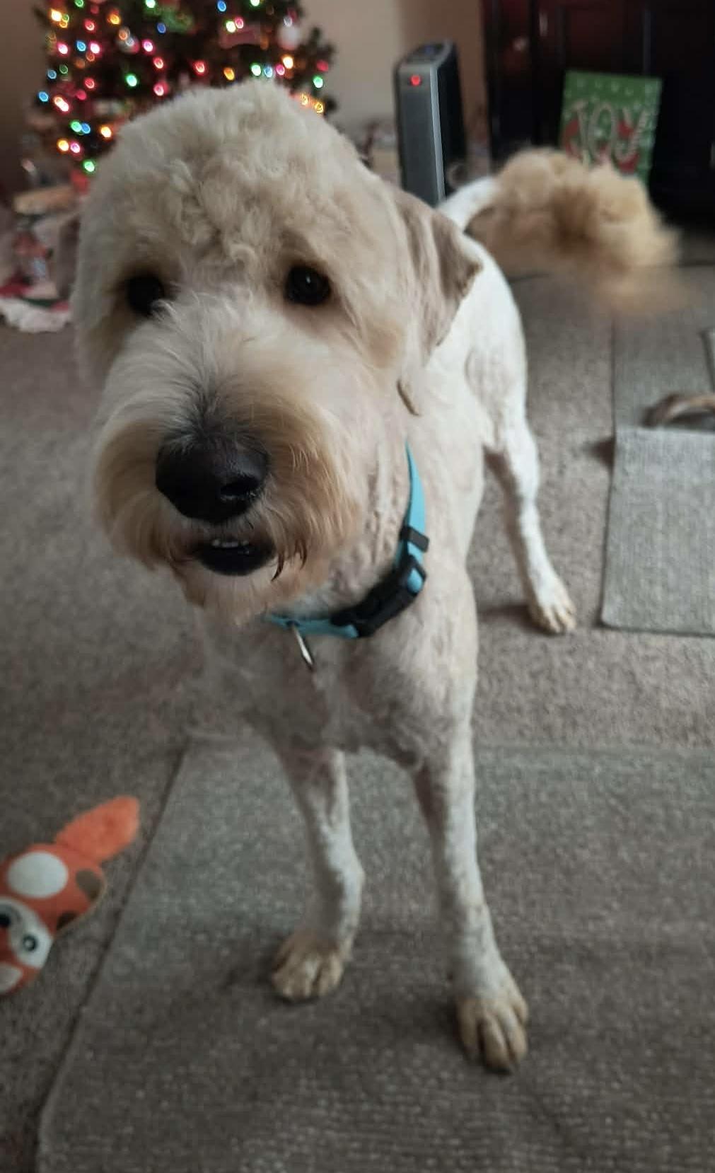 Enlarge Tucker, a Adoptable mixed breed in Toledo, OH image 2/4