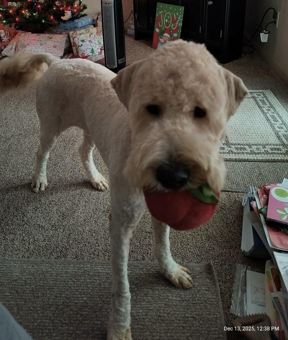 Enlarge Tucker, a Adoptable mixed breed in Toledo, OH image 3/4