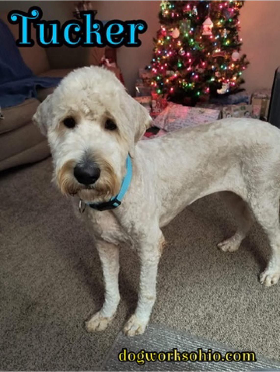 Enlarge Tucker, a Adoptable mixed breed in Toledo, OH image 1/4