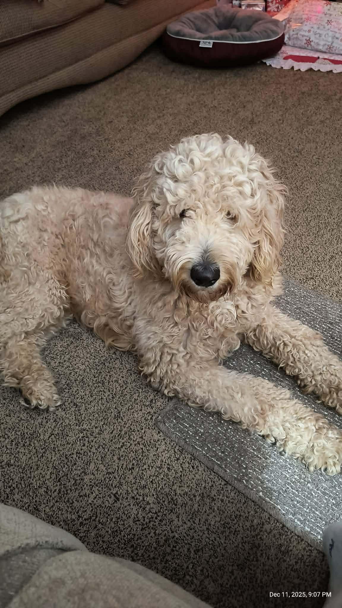 Enlarge Tucker, a Adoptable mixed breed in Toledo, OH image 4/4