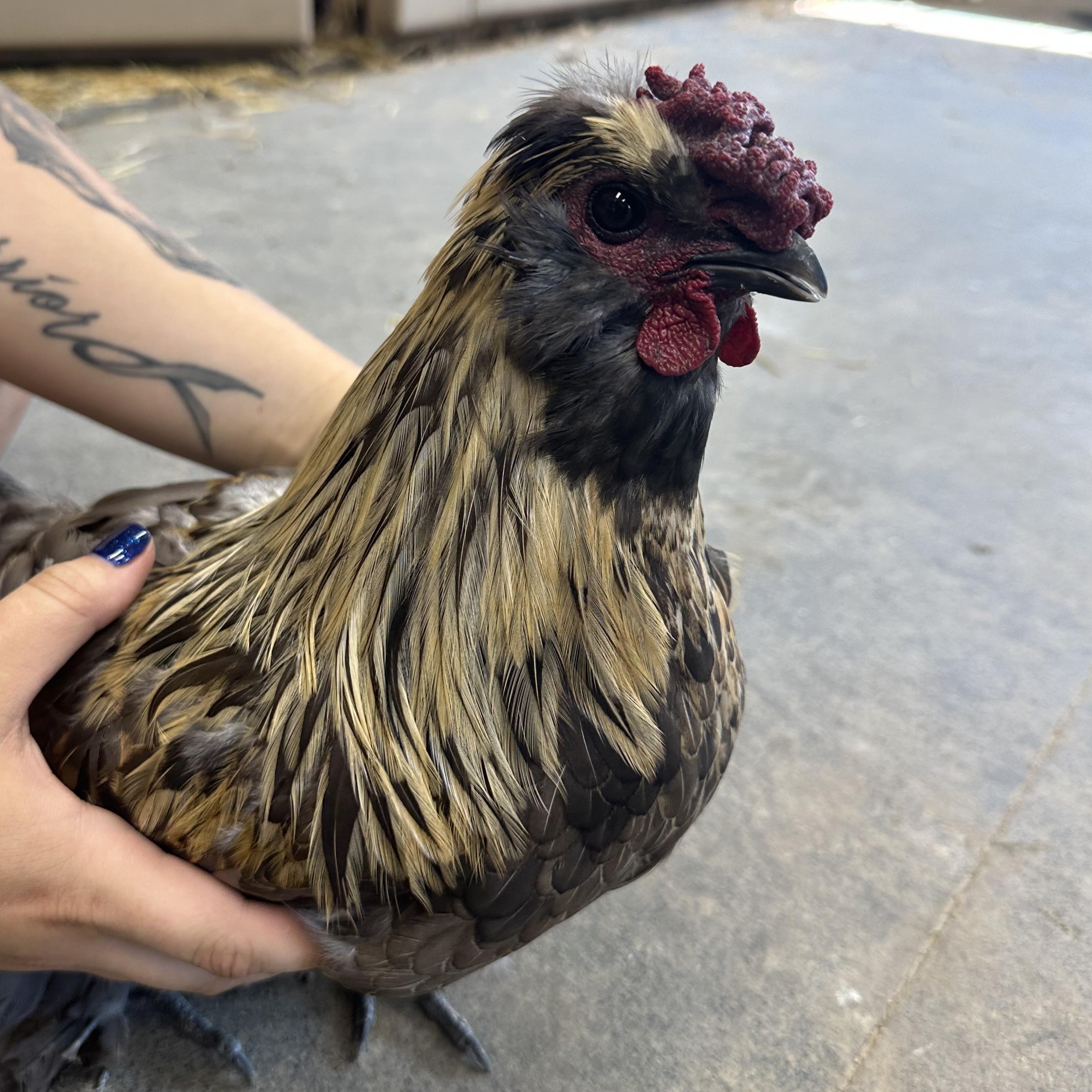 Rootbeer, a Adoptable Chicken in Ravenna, OH image 2/2
