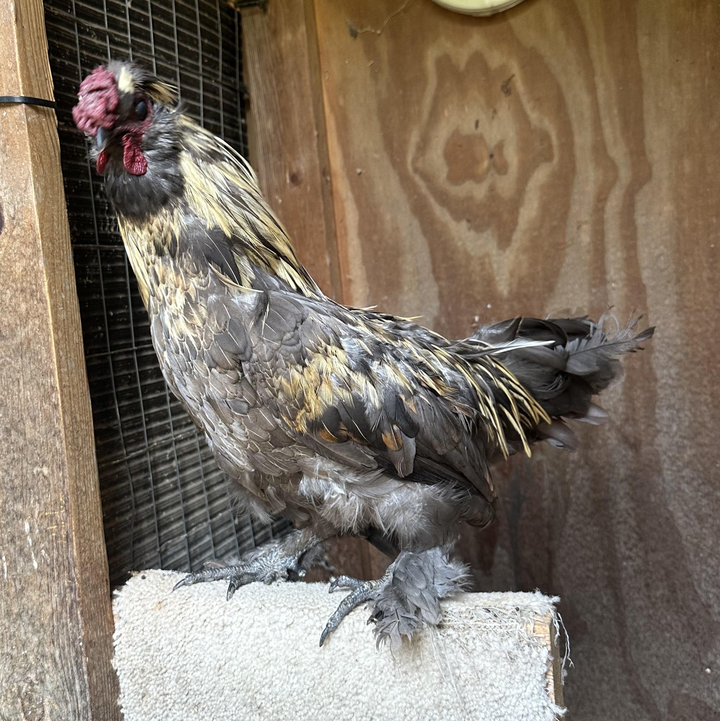 Rootbeer, Young Male unknown