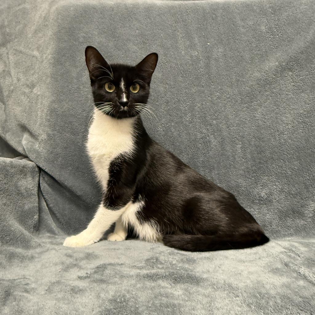 Enlarge Galvie, a Adoptable mixed breed in Brenham, TX image 3/6