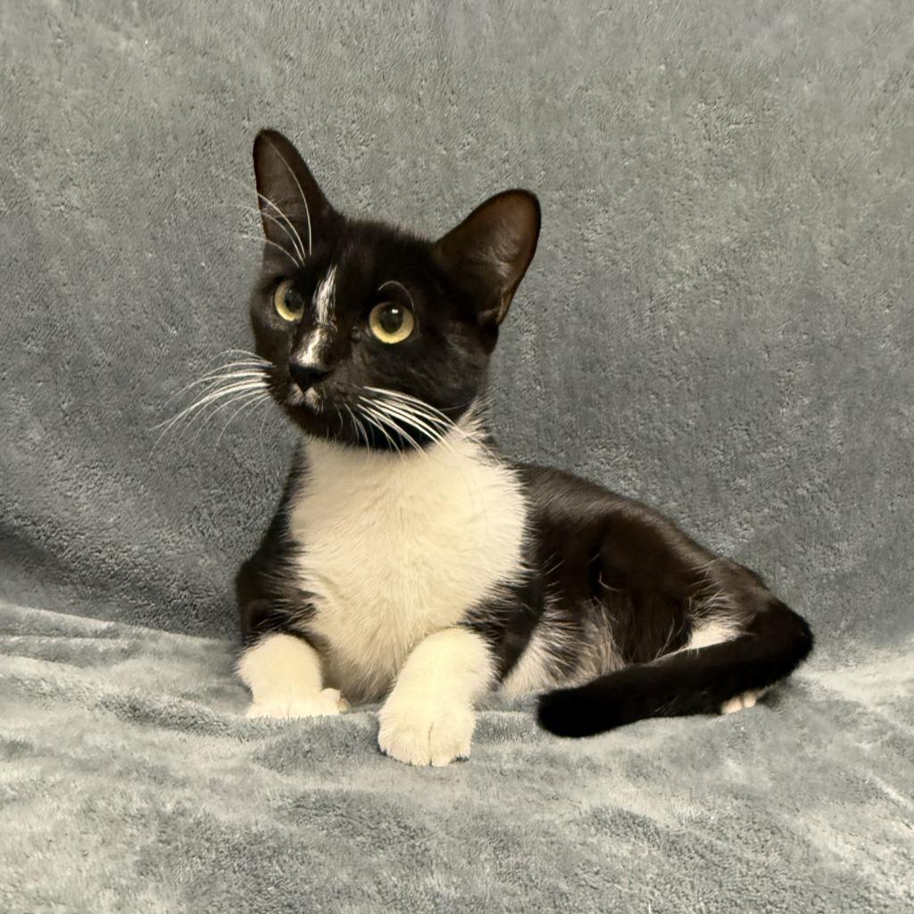 Enlarge Galvie, a Adoptable mixed breed in Brenham, TX image 2/6