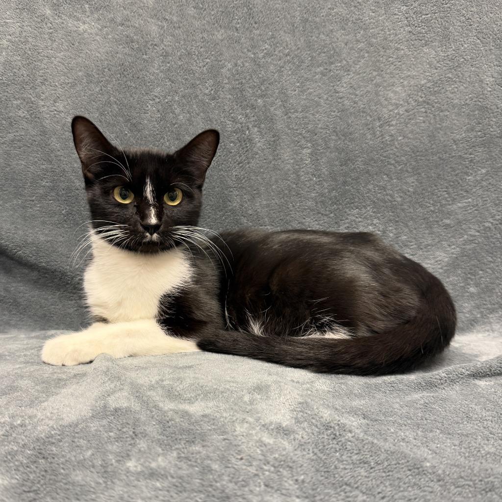 Enlarge Galvie, a Adoptable mixed breed in Brenham, TX image 4/6
