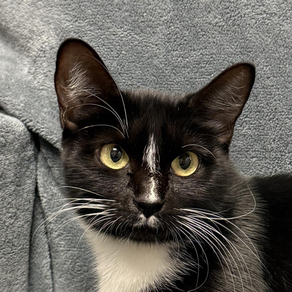 Galvie, Adoptable, Young Female Domestic Short Hair.