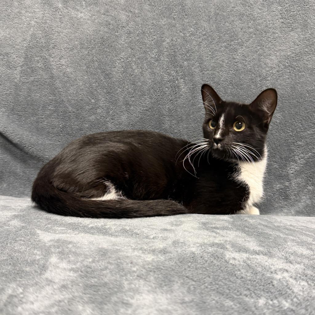 Enlarge Galvie, a Adoptable mixed breed in Brenham, TX image 5/6