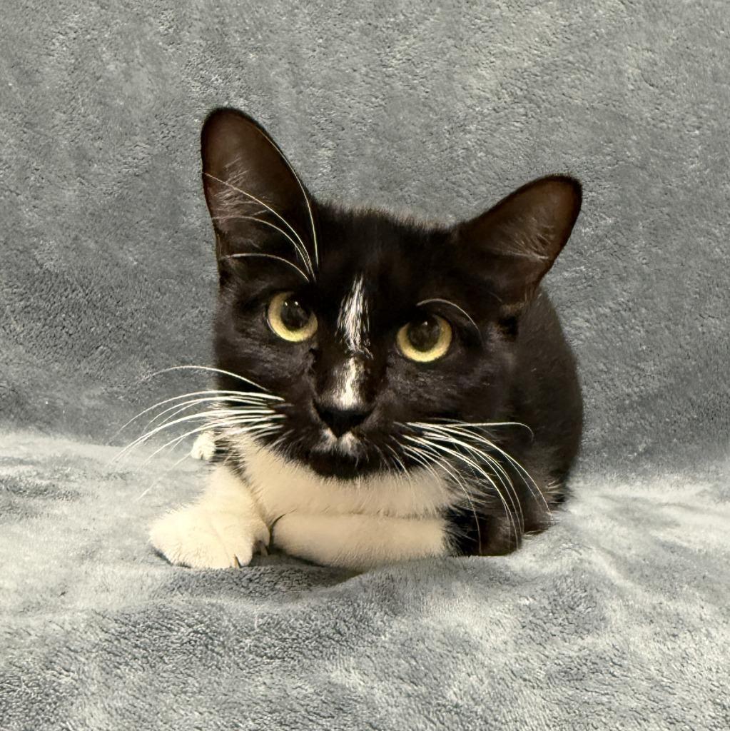 Enlarge Galvie, a Adoptable mixed breed in Brenham, TX image 6/6