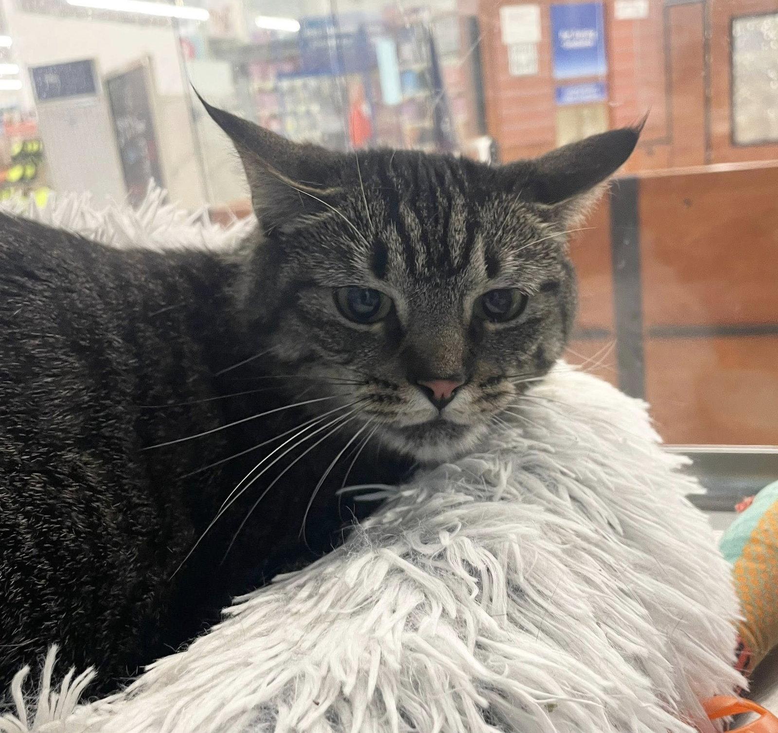 Rain, Adoptable, Adult Female Domestic Short Hair.
