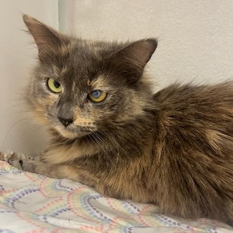 Tinkerbell (ID 51330/1462), adoptable, Adult Female Domestic Medium Hair.