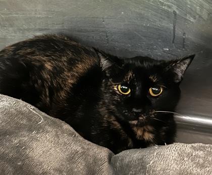 Vegan Clam Chowder, Adoptable, Adult Female Domestic Short Hair & Domestic Short Hair.
