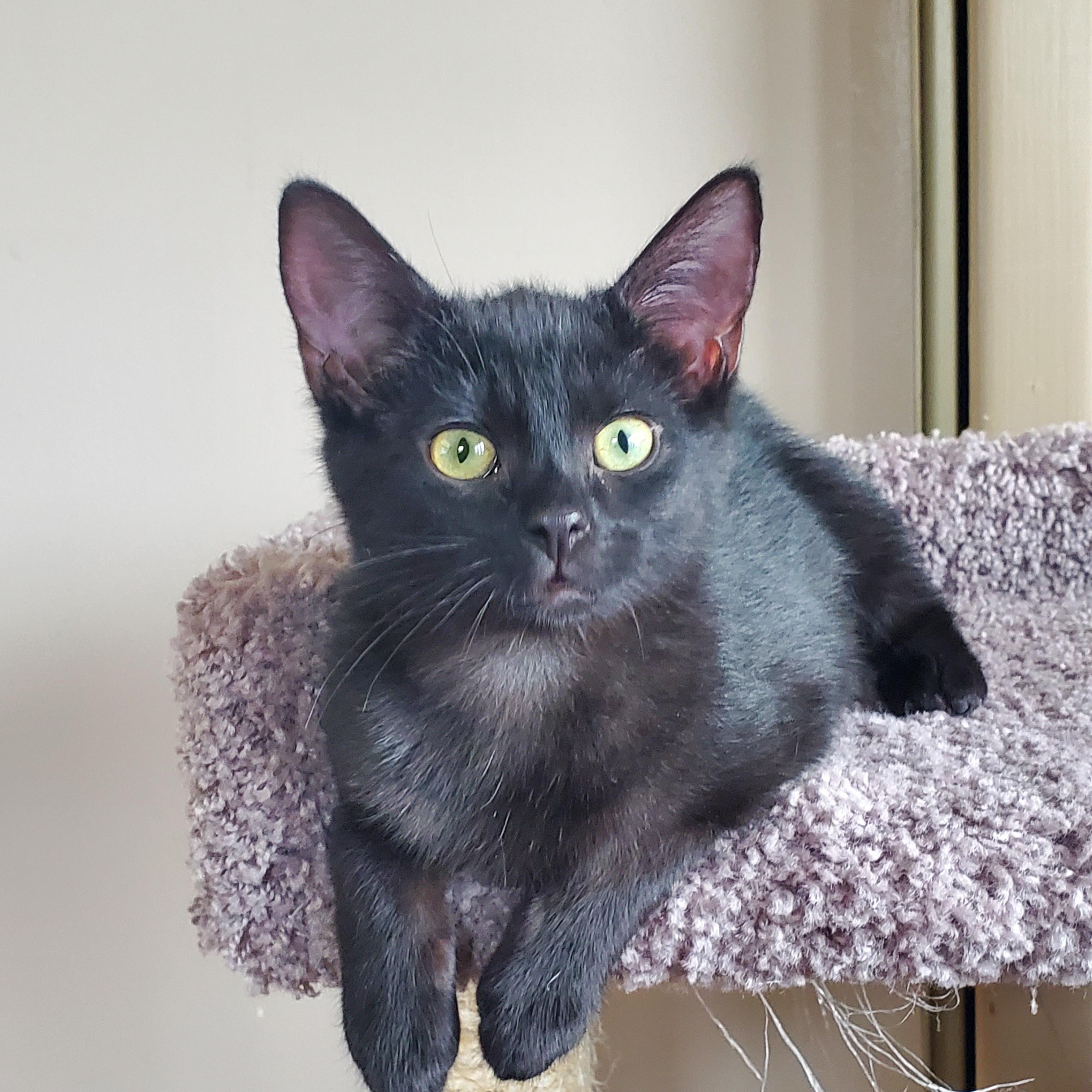 Cherry, ADOPTABLE, Kitten Female Domestic Short Hair.