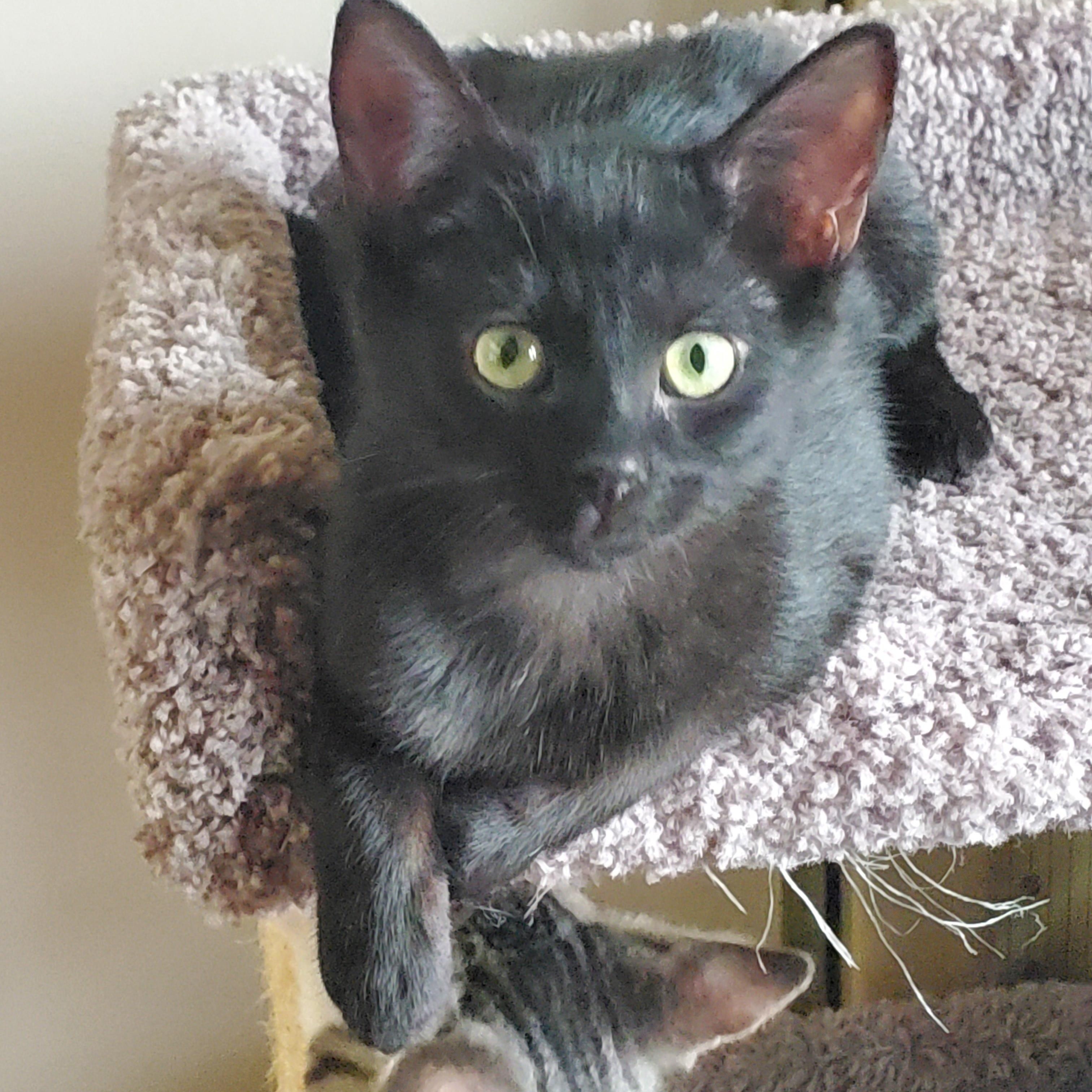 Enlarge Cherry, a ADOPTABLE Domestic Short Hair in Medina, OH image 2/2