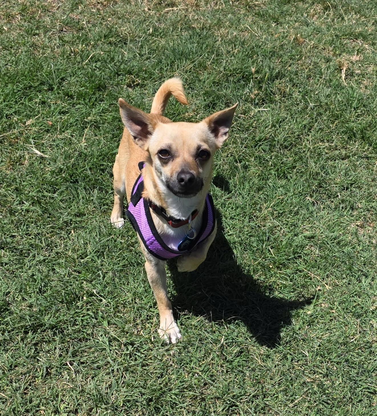 Enlarge Penny, a ADOPTABLE Chihuahua in El Mirage, AZ image 4/4
