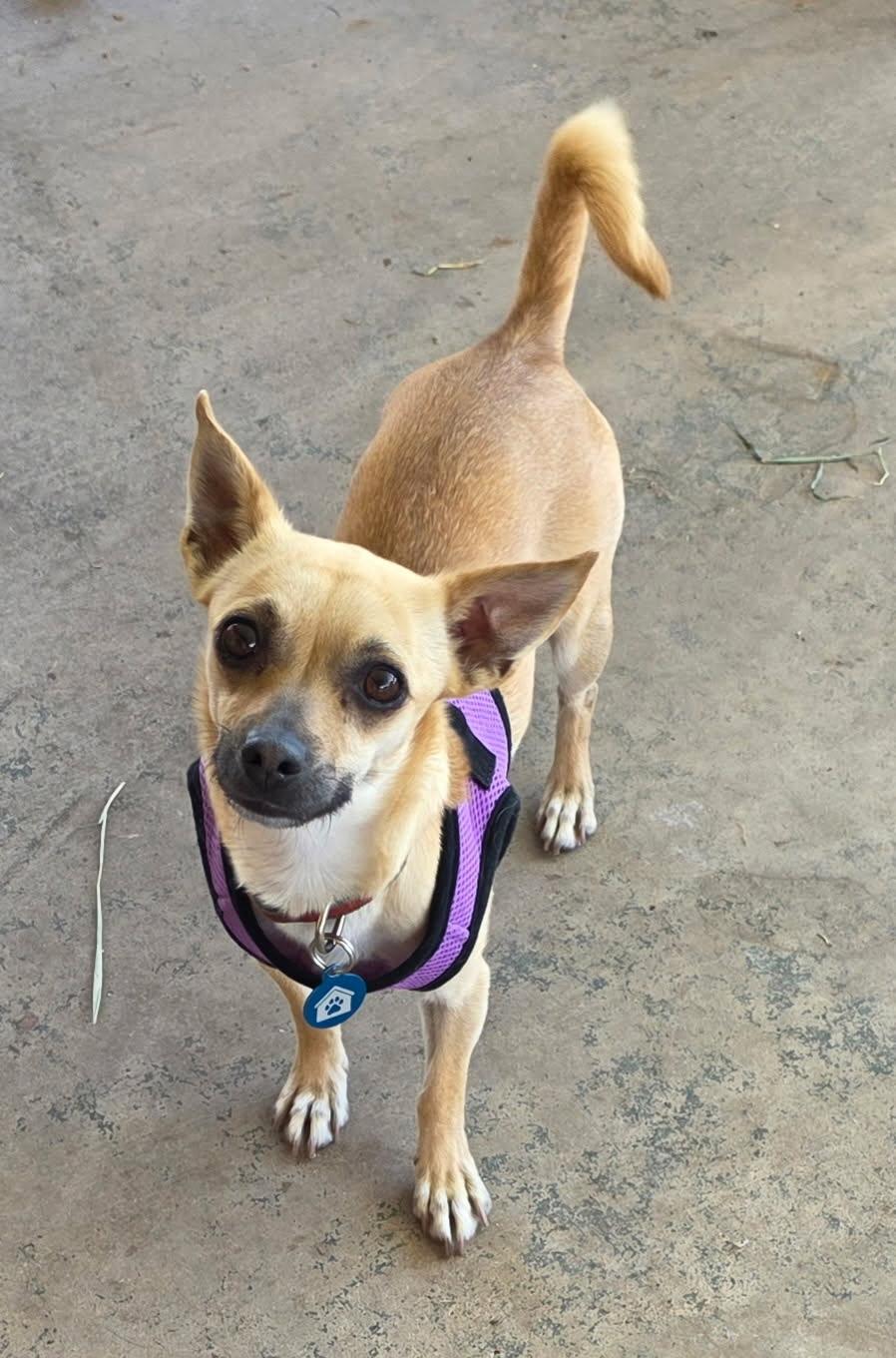 Enlarge Penny, a ADOPTABLE Chihuahua in El Mirage, AZ image 1/4