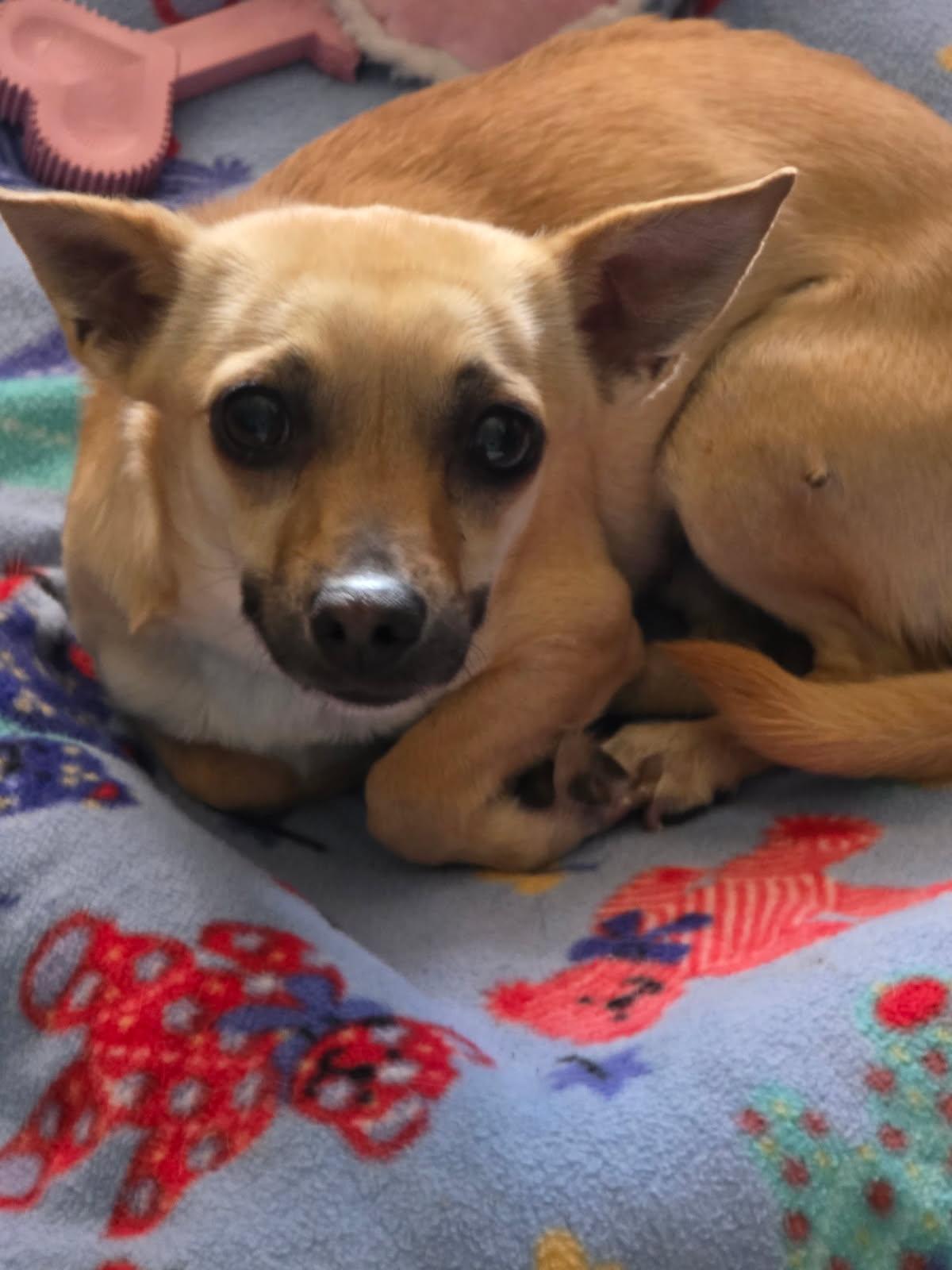 Enlarge Penny, a ADOPTABLE Chihuahua in El Mirage, AZ image 2/4