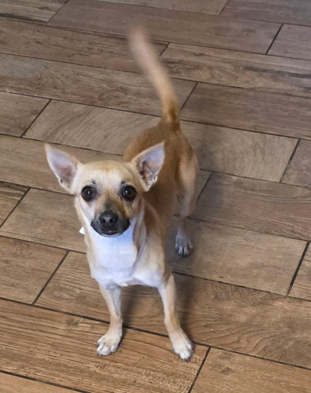 Enlarge Penny, a ADOPTABLE Chihuahua in El Mirage, AZ image 3/4