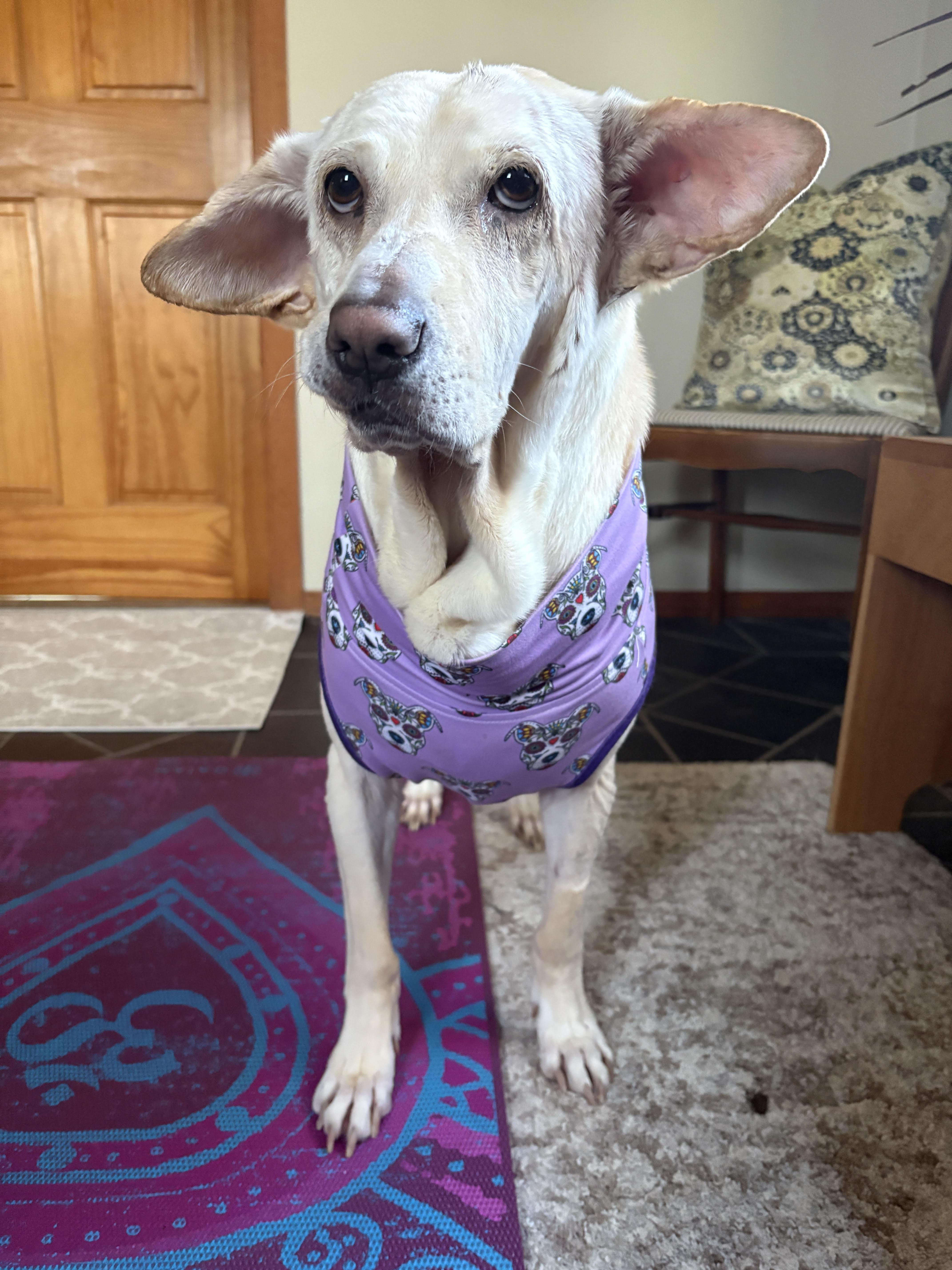Mazzy Starr, a Adoptable Yellow Labrador Retriever in Whitewater, WI image 5/6