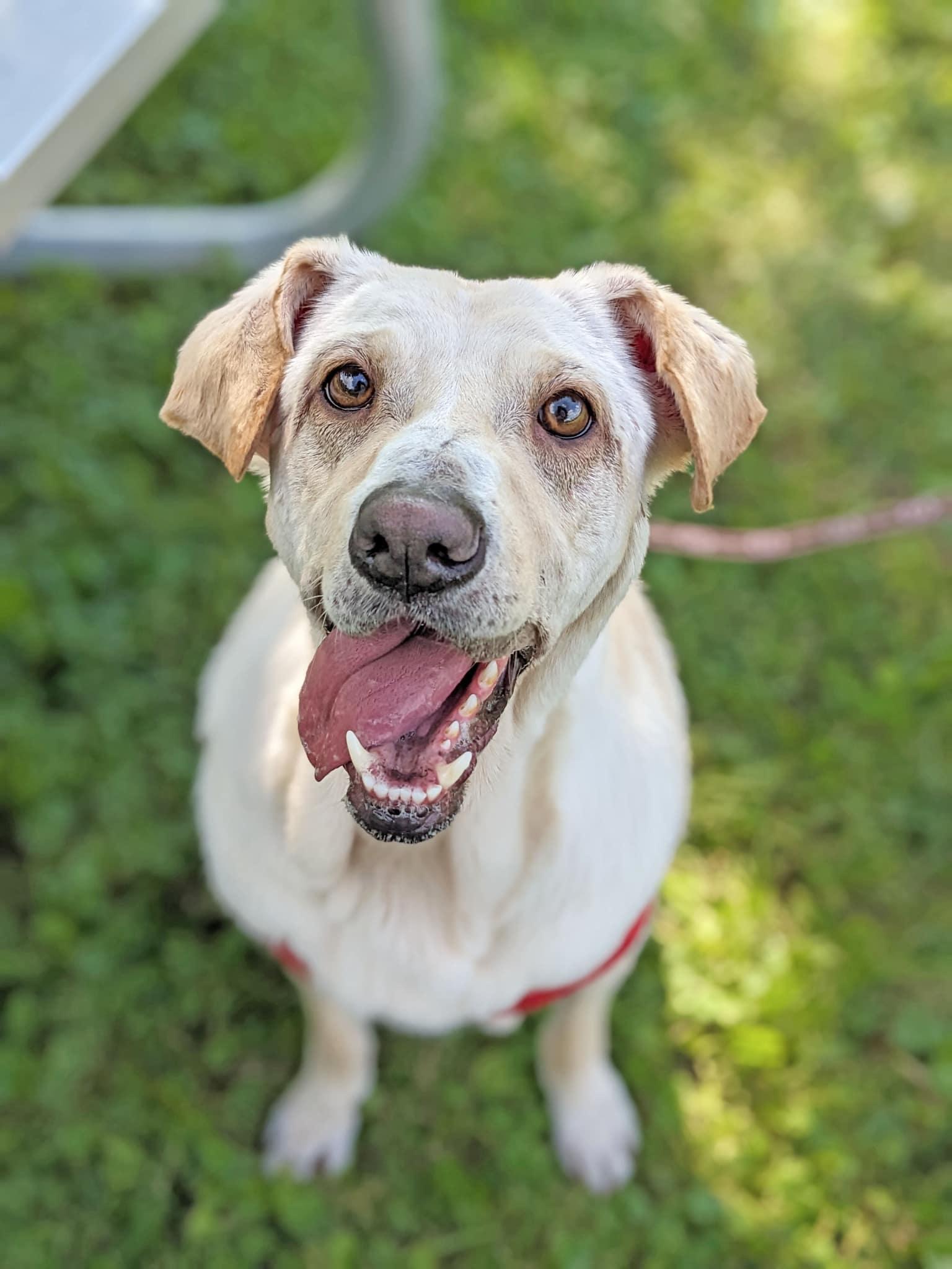 Mazzy Starr, Adoptable, Adult Female Yellow Labrador Retriever.