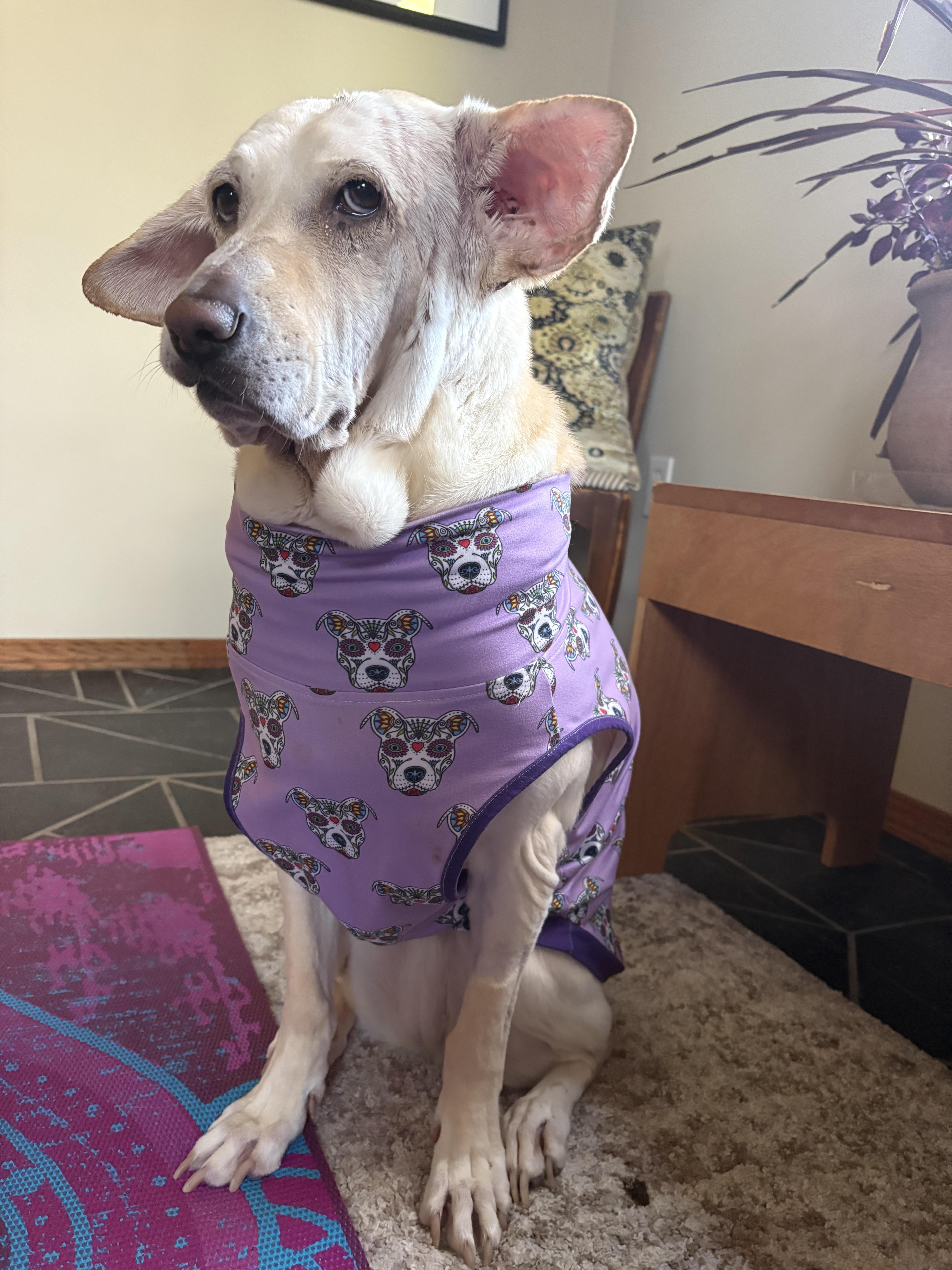 Mazzy Starr, a Adoptable Yellow Labrador Retriever in Whitewater, WI image 1/6