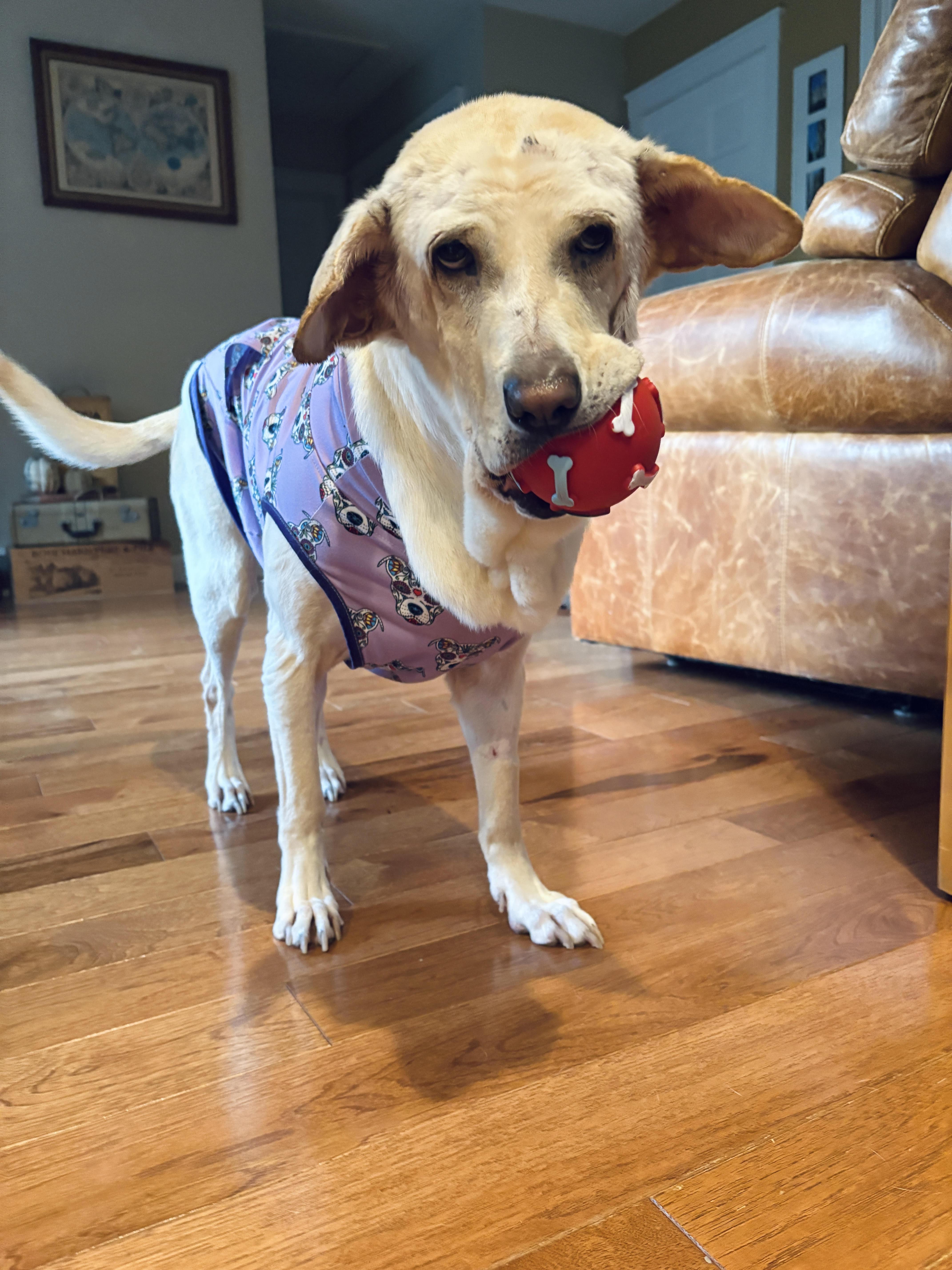 Mazzy Starr, a Adoptable Yellow Labrador Retriever in Whitewater, WI image 6/6
