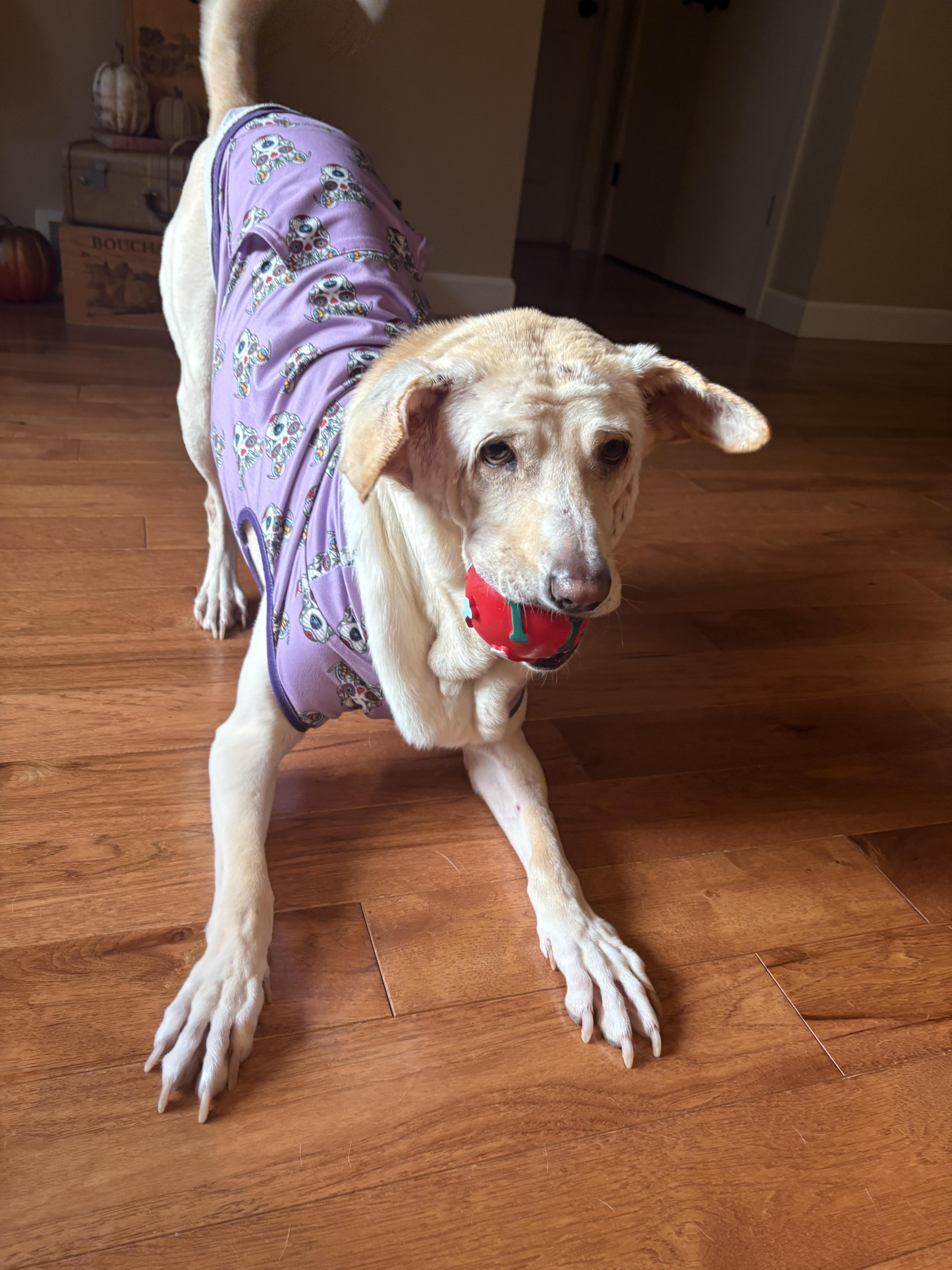 Mazzy Starr, a Adoptable Yellow Labrador Retriever in Whitewater, WI image 3/6