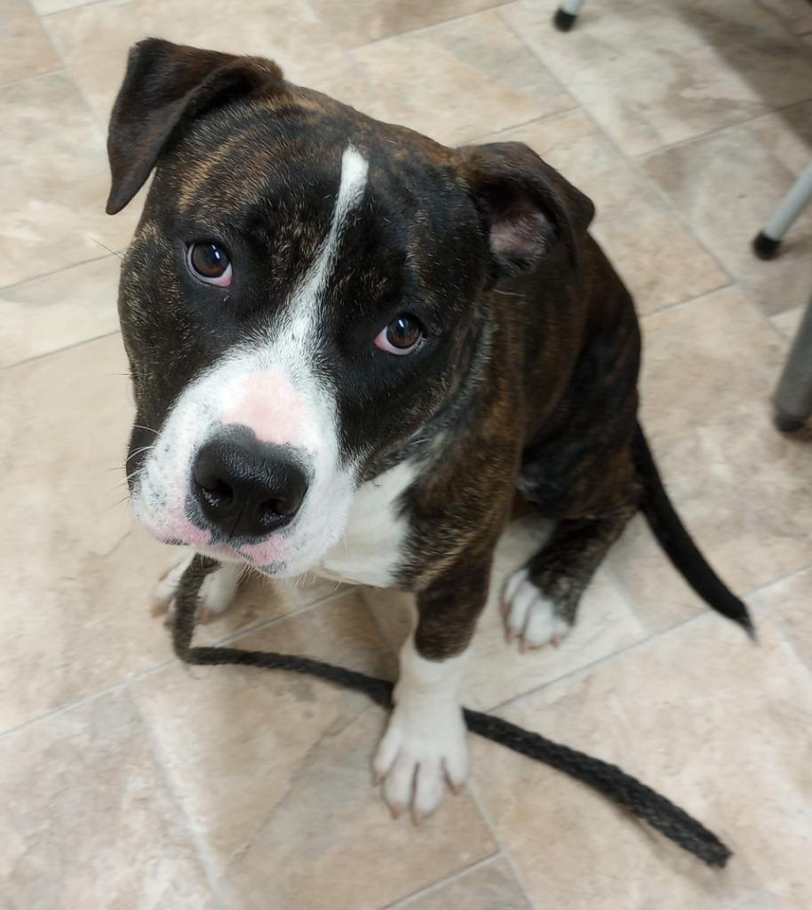 Clark, Adoptable, Puppy Male Pit Bull Terrier.