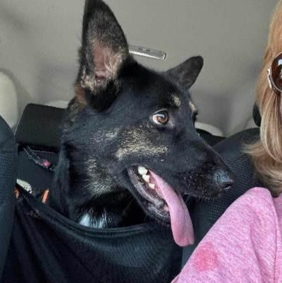 MAE MAE, a Adoptable mixed breed in Murrieta, CA image 6/6