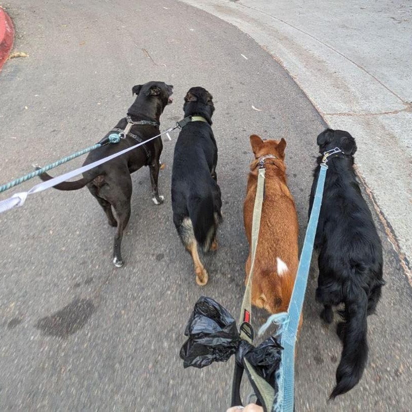 MAE MAE, a Adoptable mixed breed in Murrieta, CA image 4/6