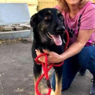 MAE MAE, a Adoptable mixed breed in Murrieta, CA image 1/6