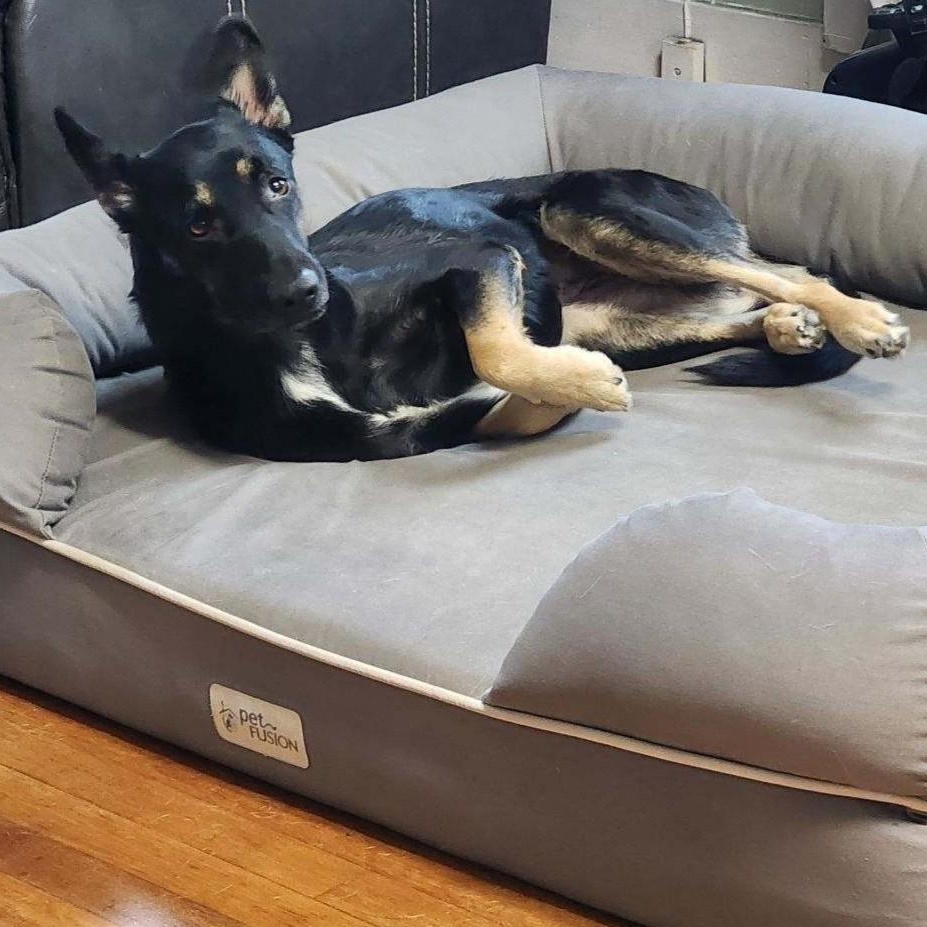 MAE MAE, a Adoptable mixed breed in Murrieta, CA image 2/6