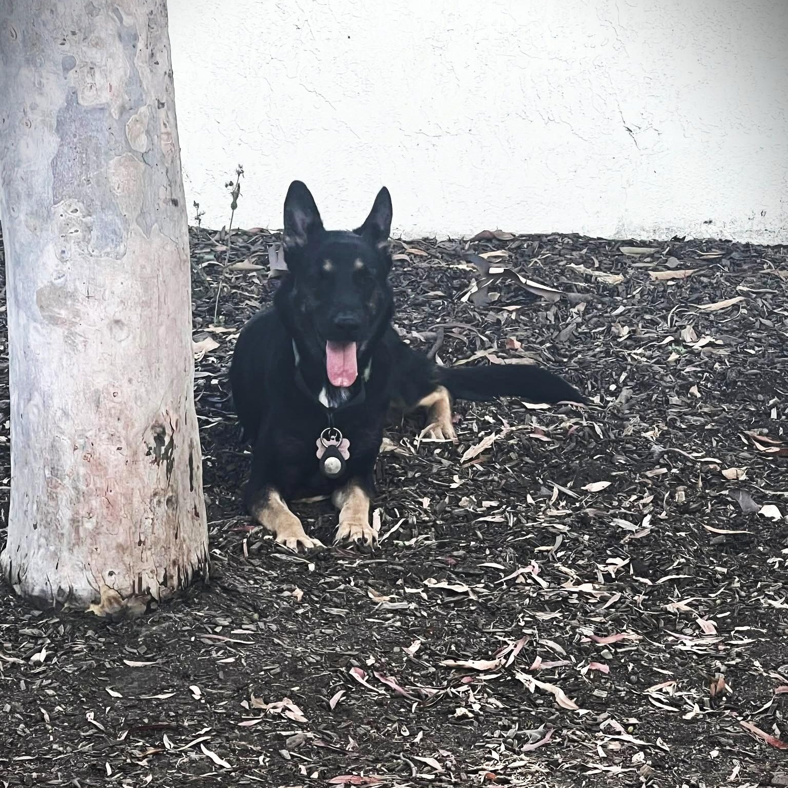 MAE MAE, a Adoptable mixed breed in Murrieta, CA image 5/6